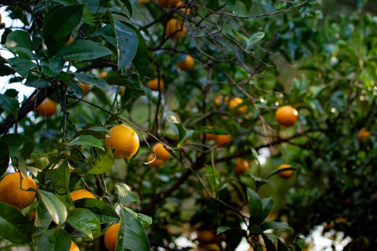 Antica Casina Di Charme Pulsano